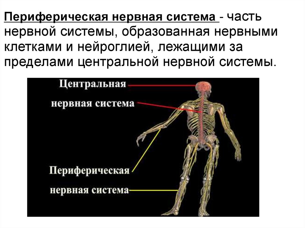 Укажите название органа периферической нервной системы человека