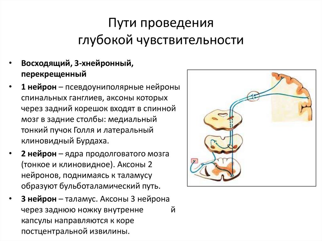 Глубокая чувствительность виды