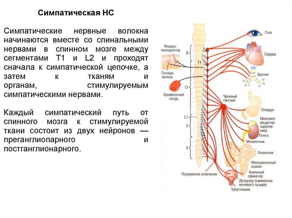 Название органа периферической системы