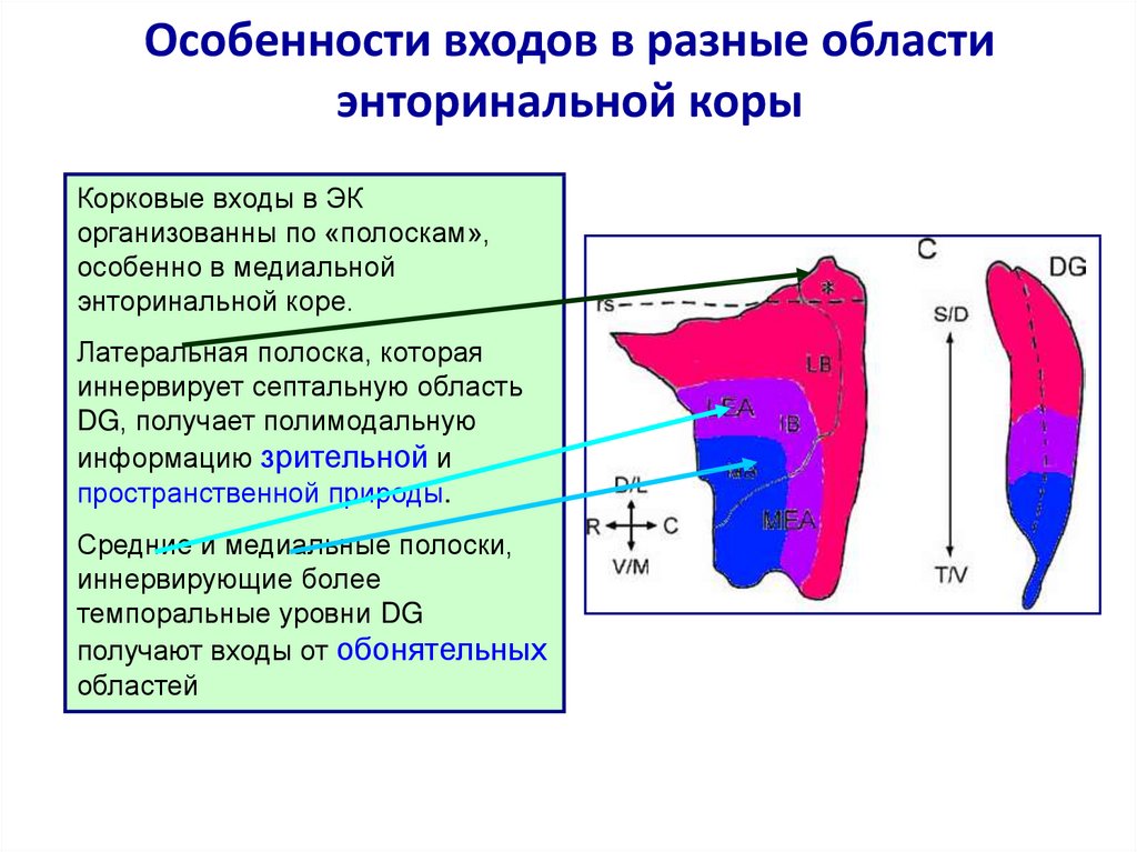 Клетки места. Энторинальная область. Энторинальная кора. Боковая энторинальная кора. Функции энторинальной коры.