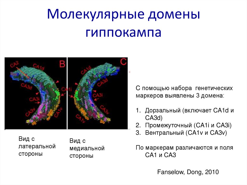 Клетки места. Область ca3 гиппокампа. Дорзальный и вентральный гиппокамп. Изменения формы гиппокампа. Дорзальный и вентральный гиппокамп функции.