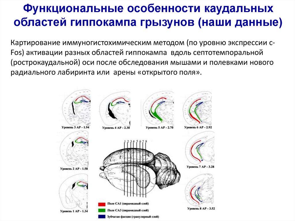 Направления головы