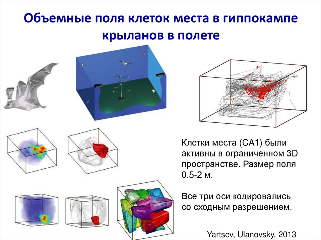 Объемное поле