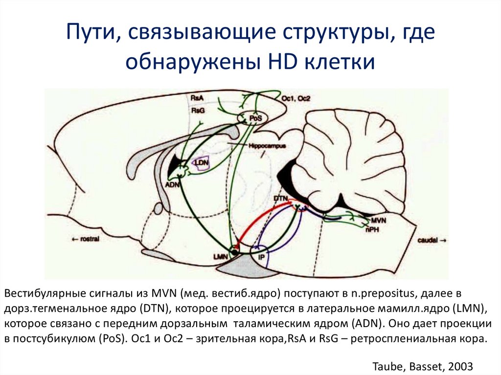 Направления головы. Путь Связывание. Связанные структуры. Клетки направления головы. Ядро вестиб латерал.