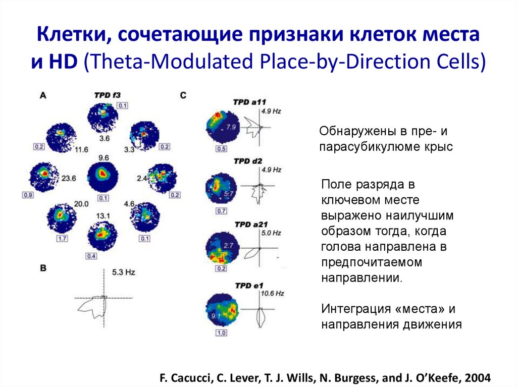 Признаки клетки