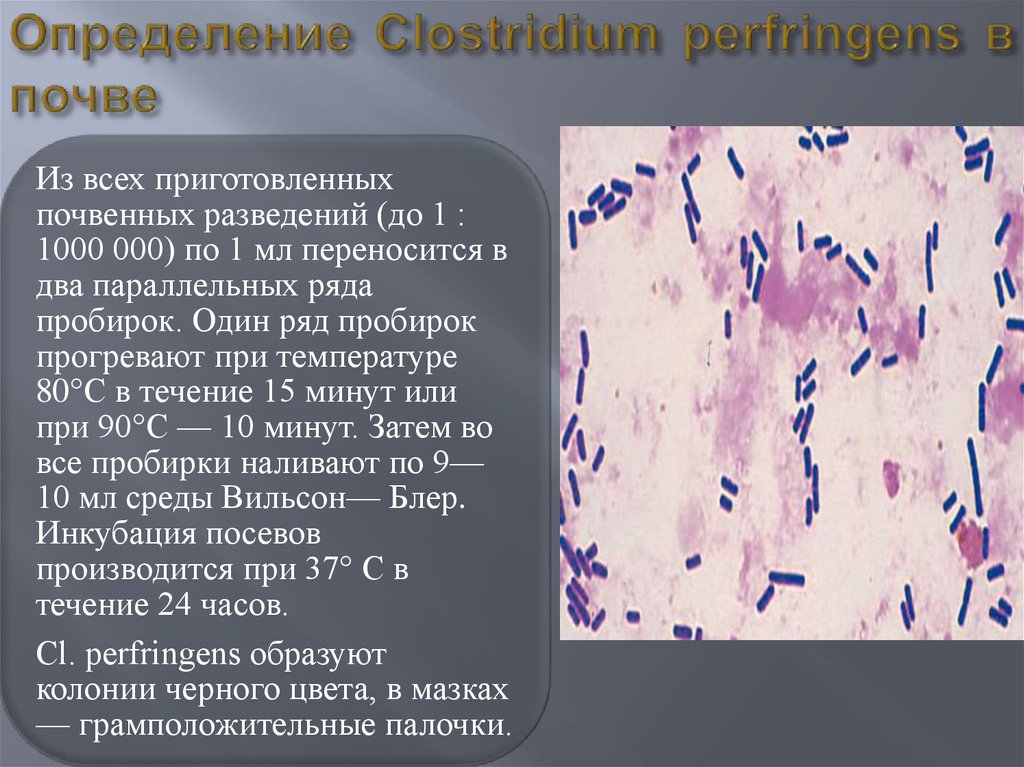 Микробиология газовая гангрена презентация