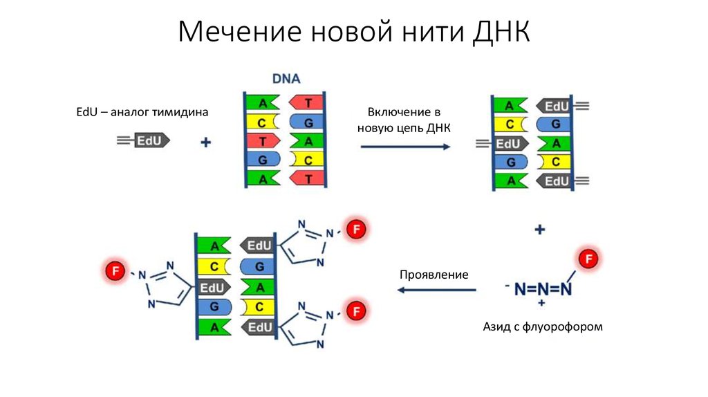 Включи днк. Радиоактивное мечение ДНК. Концевое мечение фрагментов ДНК. Мечение ДНК биотиновой меткой. Метод радиоактивного мечения.