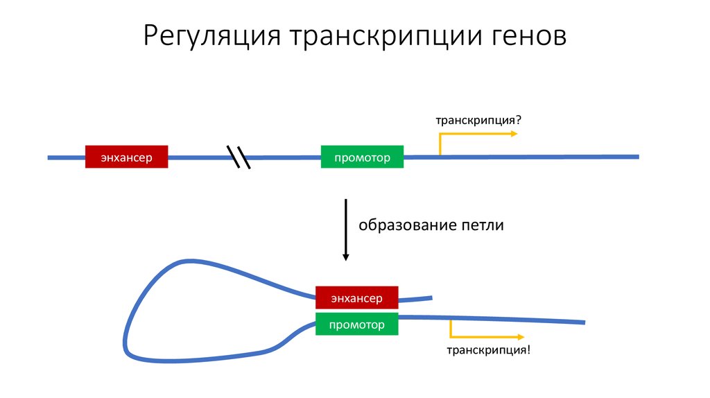 Регуляция активности генов у эукариот