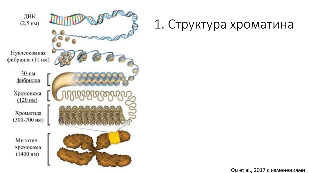 2 хроматина