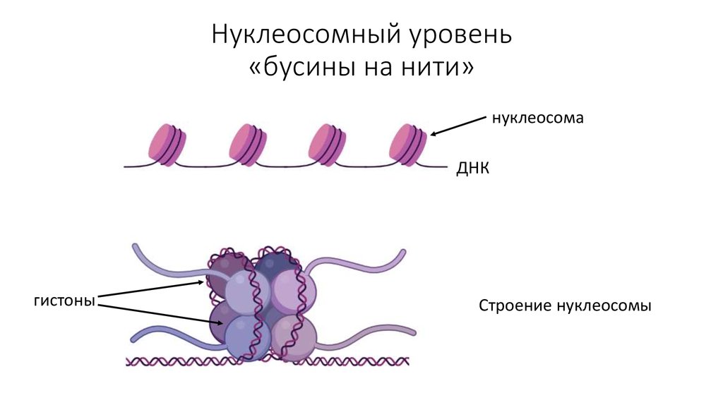 Каким номером на рисунке обозначена структура которая образована молекулами днк и белками гистонами