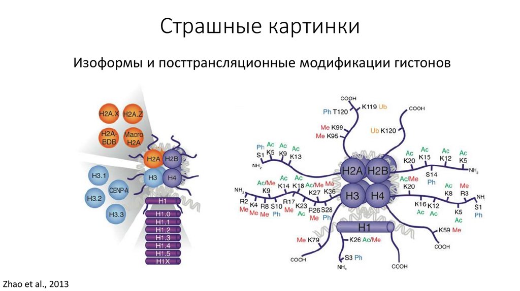 Предположите какая из представленных последовательностей принадлежит гистону. Посттрансляционная модификация белков. Модификация гистонов презентация. Посттрансляционная модификация аминокислот биохимия. Посттрансляционные преобразования белков.