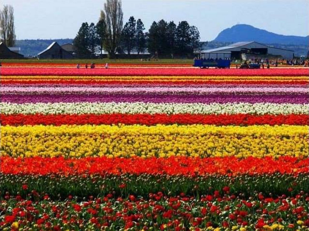 Где находится тюльпановое поле. Амстердам тюльпановые поля. Родина тюльпанов Голландия. Тюльпановые плантации в Голландии. Нидерланды цветочные плантация.