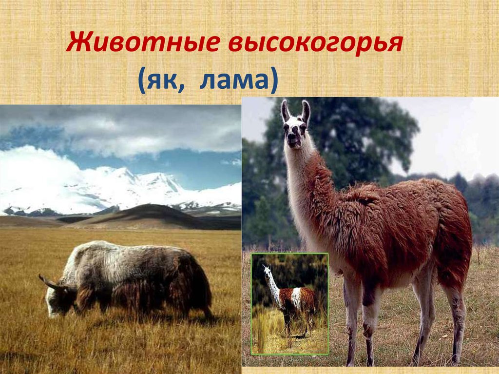 Животные высокогорья (як, лама)