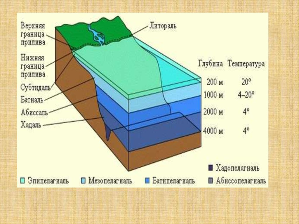 Схема глубинных зон океана распечатать - 94 фото