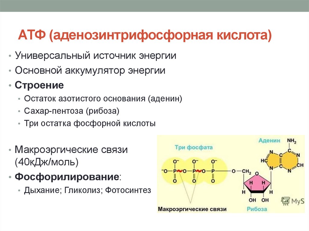 Химические связи атф. Химическая структура АТФ. Схема строения АТФ макроэргические связи. Макроэргические связи в молекуле АТФ.