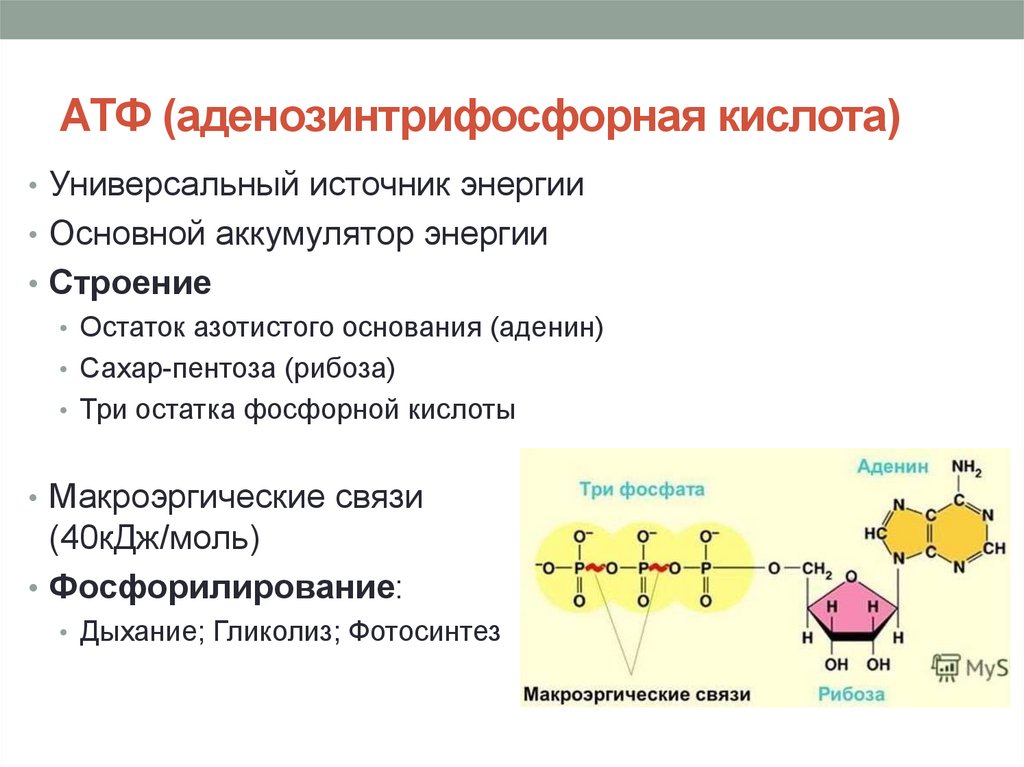 Основной источник энергии в организме. Функции молекулы АТФ биохимия. АТФ АДФ строение и функции. Химическая структура АТФ. Схема строения АТФ макроэргические связи.