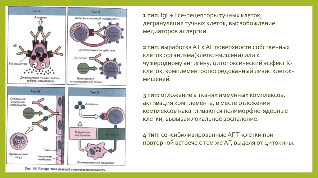 Анафилактический шок презентация иммунология