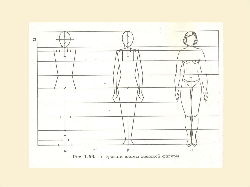 Почему вы видите фигуры человека такими ответ. Вертикальные пропорции фигуры. Построение фигуры человека по возрасту. Понятие о пропорциях фигуры человека. Фигура человека с линейкой.