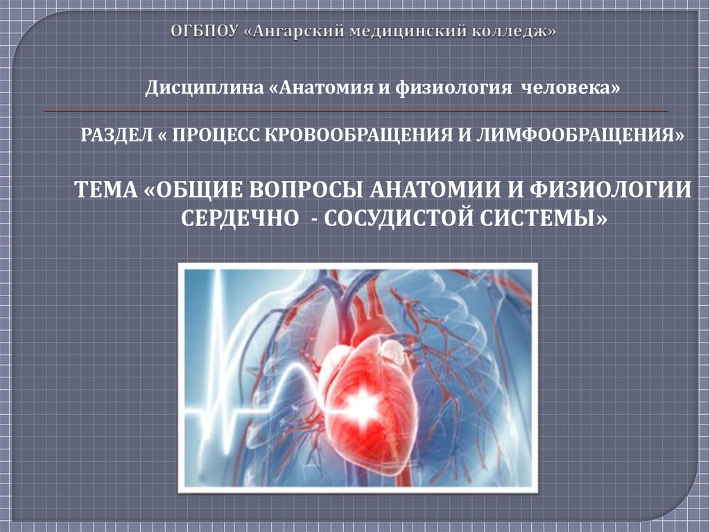 Презентация сердечно сосудистая система на английском