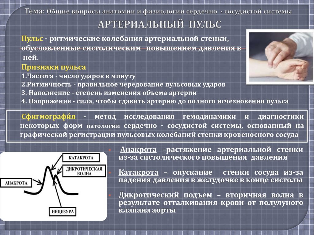 Основы анатомии и физиологии человека презентация