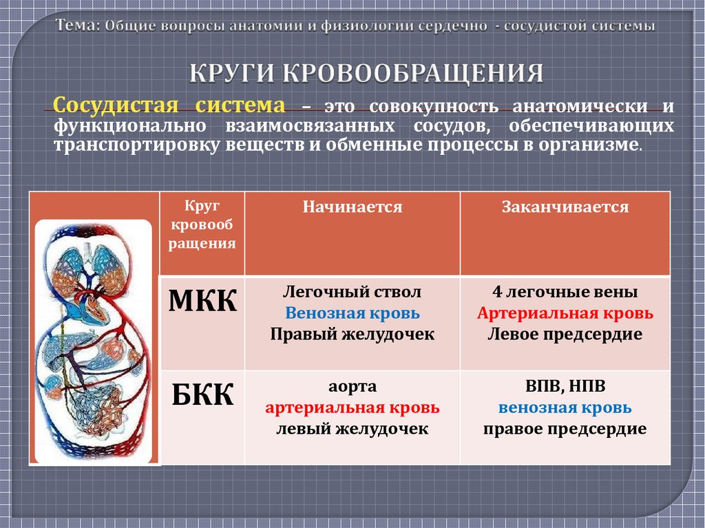 Общий план строения системы кровообращения физиология