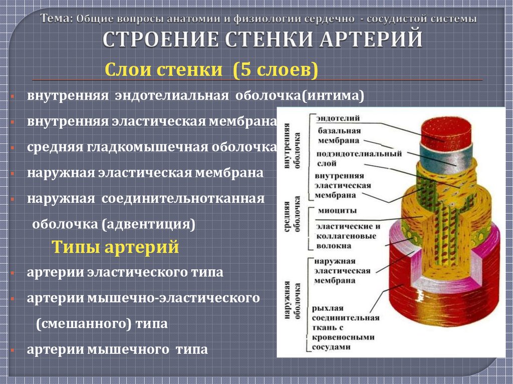 Физиология сердечной мышцы