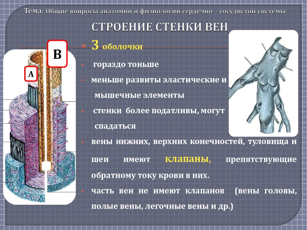 Сложные вопросы по анатомии