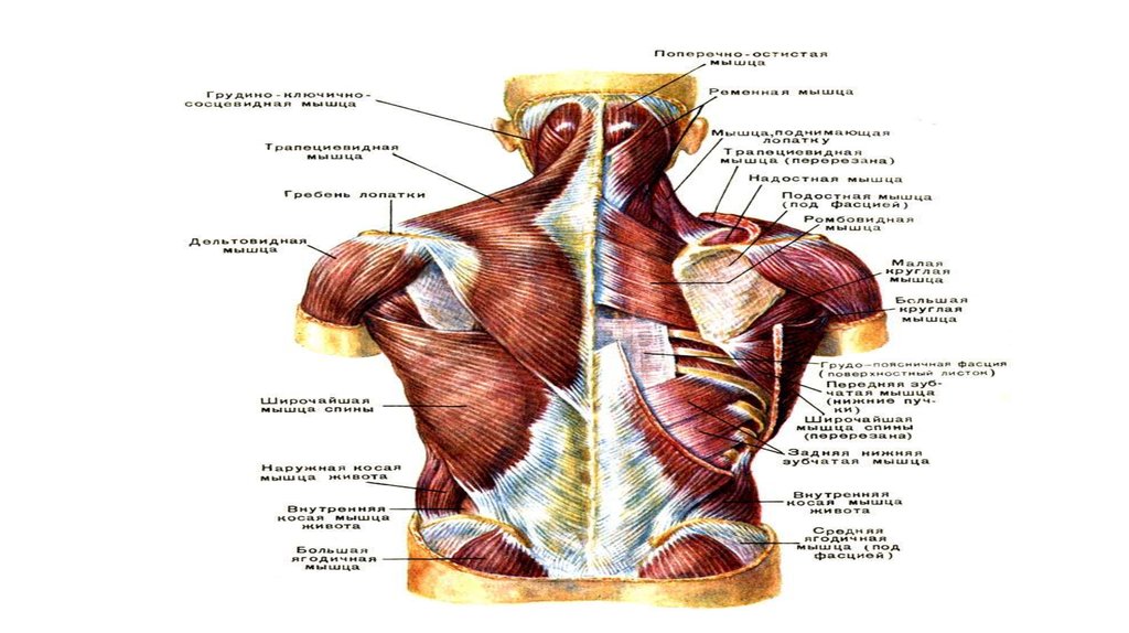 Фасции спины. Мышцы головы шеи и туловища анатомия. Мышцы и фасции туловища, головы и шеи..