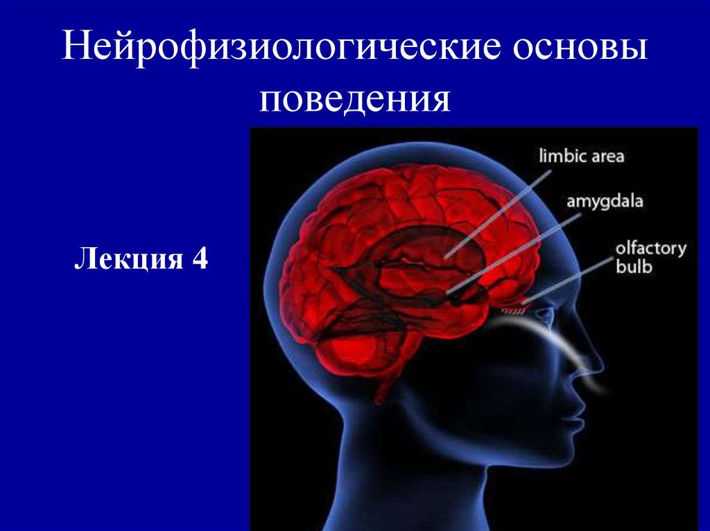 Карта схема психофизиология внимания