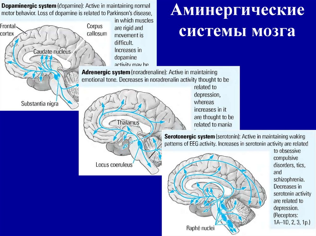 Нейрофизиологические механизмы речи схема