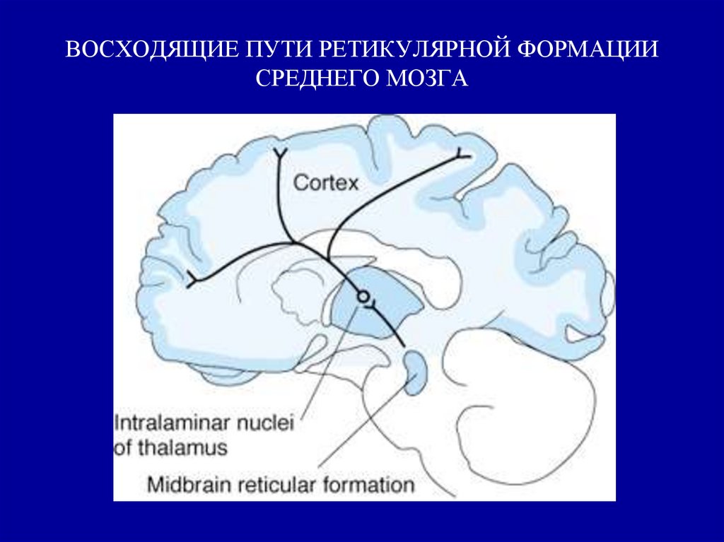 Средний путь. Проводящие пути ретикулярной формации. Ретикулярная формация среднего мозга. Проводящие пути среднего мозга. Восходящие пути среднего мозга.