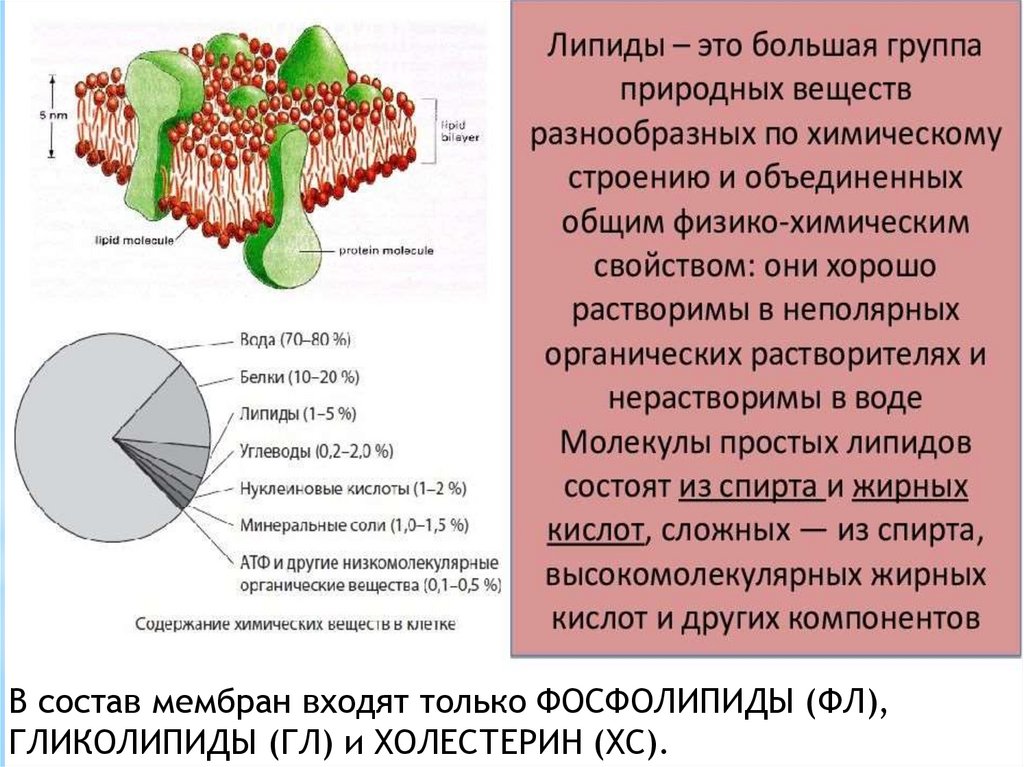 Органические вещества липиды