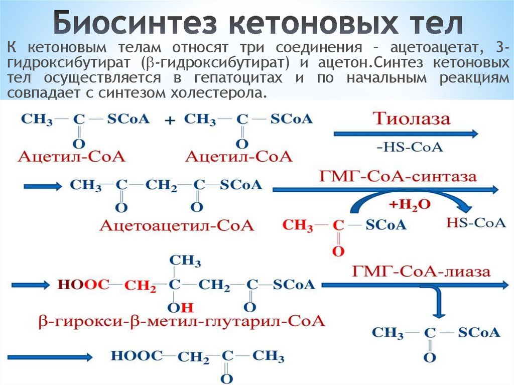 Схема обмена кетоновых тел