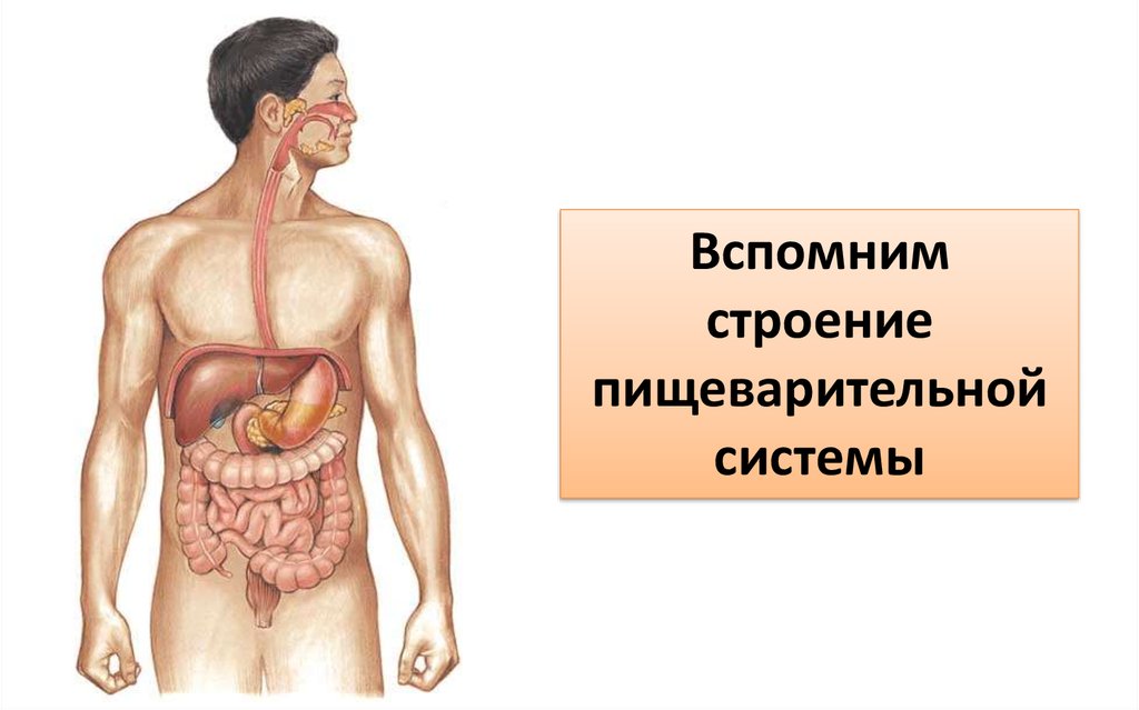 Вспомните строение. Пищеварение презентация. Пищеварительная система анатомия презентация. Система пищеварения для презентации. Анатомия органов пищеварения человека презентация.