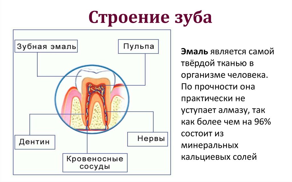 Химическое строение эмали