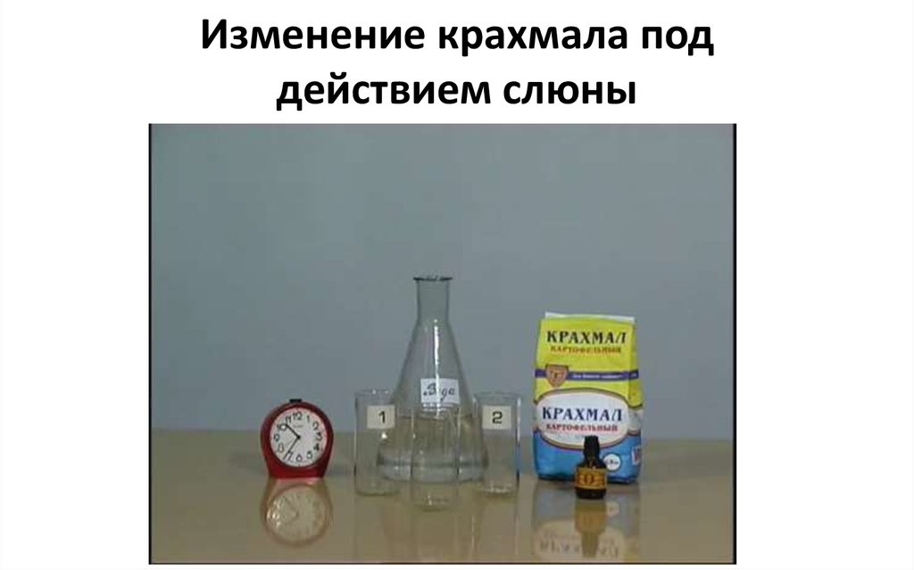 Действия слюны на крахмал 8 класс. Воздействие слюны на крахмал. Расщепление крахмала слюной опыт. Опыт с крахмалом и йодом и слюной.