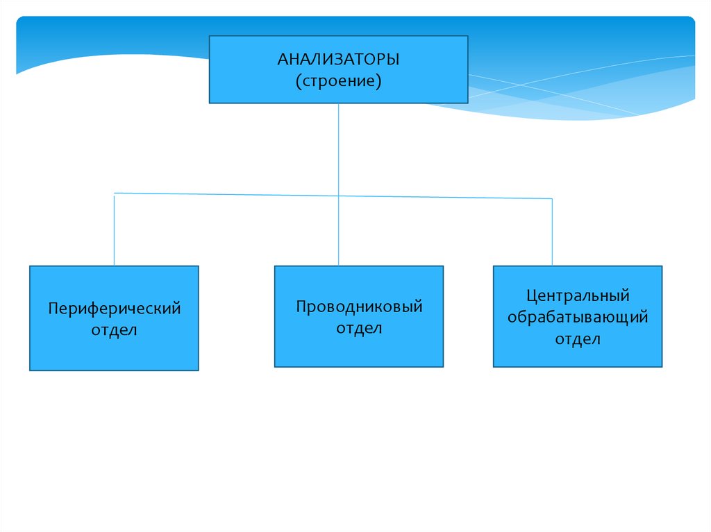 Периферический отдел анализатора