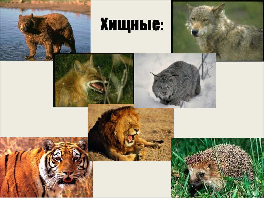 Хищники примеры 3. Хищные животные. Хищные животные примеры. Млекопитающие хищники. Группа хищников.