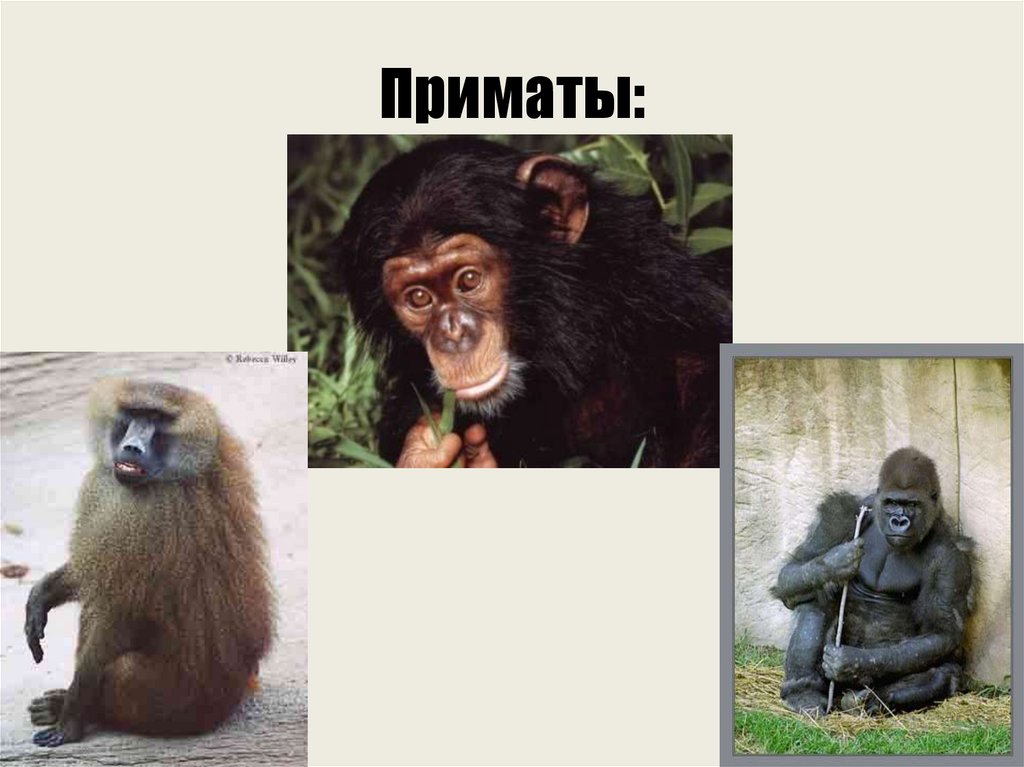 Приматы отличительные черты. Характерные особенности приматов. Общие черты приматов. Приматы характерные представители. Человек относится к классу приматов