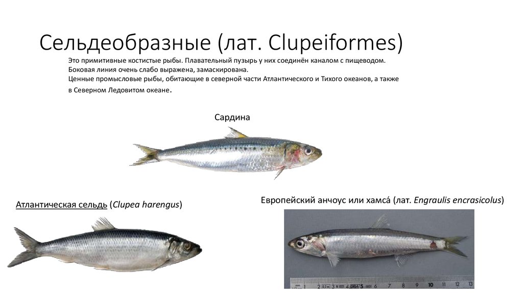 Представители отряда сельдеобразные. Отряд Сельдеобразные семейство. Схема промысловые рыбы. Сельдеобразные. Отряд Сельдеобразные рыбы представители. Рыба семейства сельдеобразных.