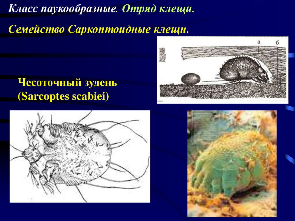 Презентация лихорадка цуцугамуши