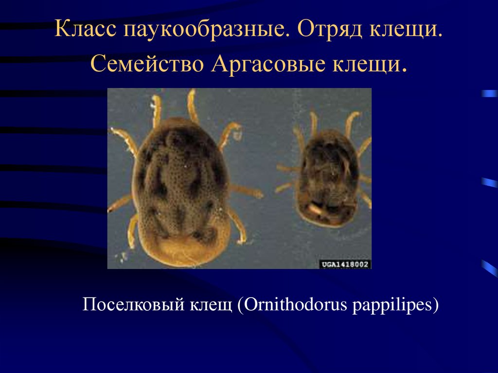 Аргасовые клещи. Поселковый клещ (Ornithodorus papillipes). Аргасовые клещи поселковый клещ. Семейство аргозовые клещей. Семейство аргасовые клещи представители.