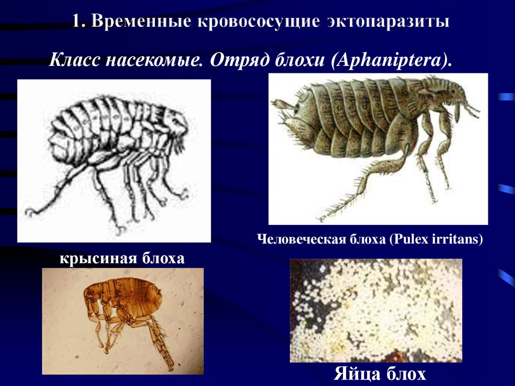 Эктопаразиты. Блоха Крысиная и человеческая. Человеческая блоха это эктопаразит. Блоха постоянный эктопаразит.