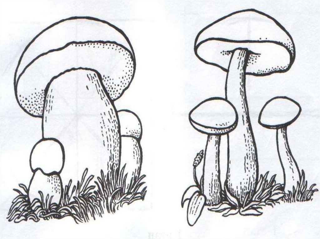 Нарисовать основа. Рисунок- основа изобразительного творчества изо 6 класс. Рисунок на свободную тему гриб. Тема рисунка рисунок основа изо. Рисунок на свободную тему 5 класс грибы.