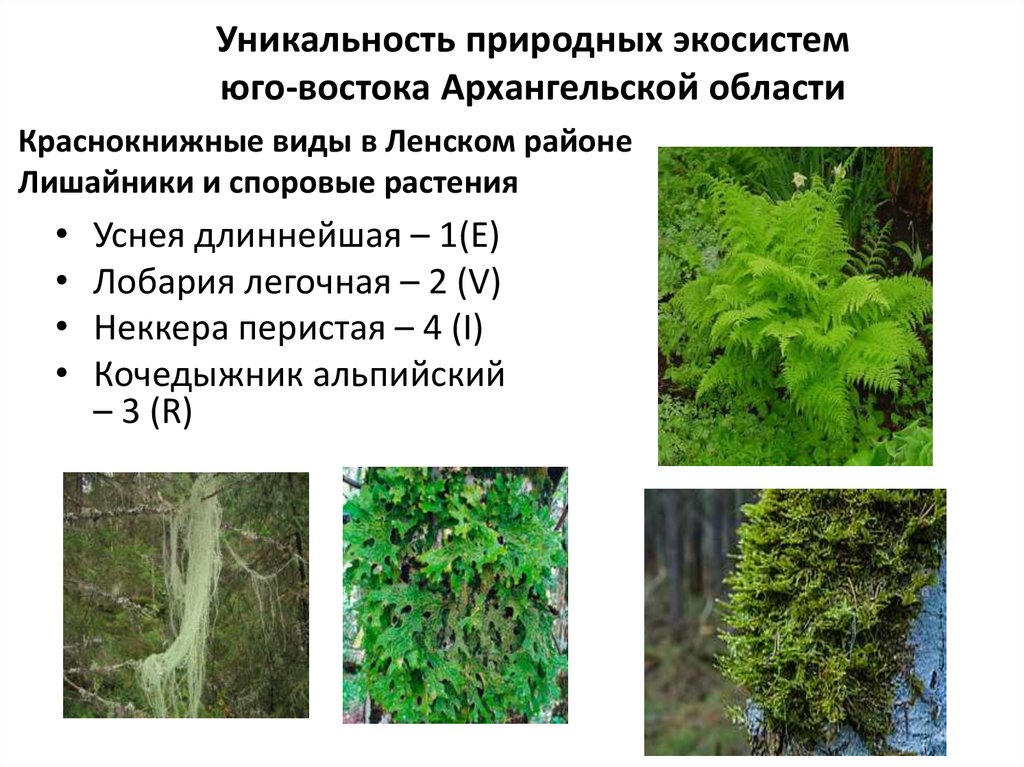 Тест растения и среда обитания