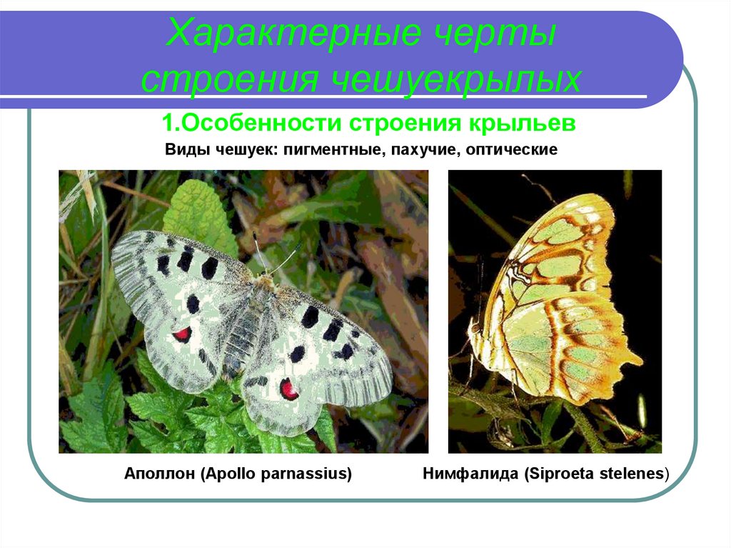 Бабочки характерные особенности. Характерные черты строения насекомого. Характерная черта строения. Бабочка Нимфалида Тип окраски предупреждающая.