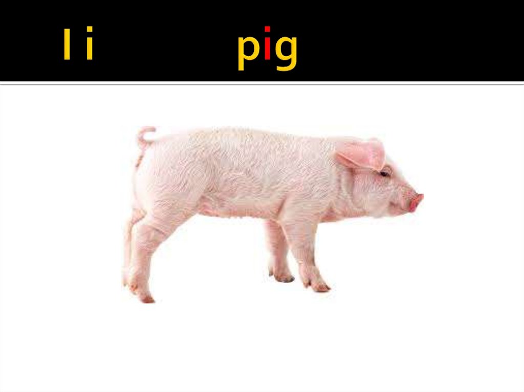 I pig. Картинки животных a Pig английский язык.