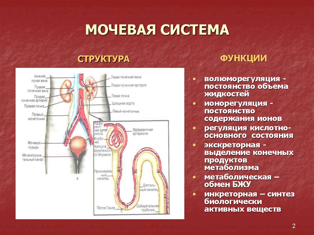 Функция мочевых органов. Мочевая система. Органы мочевыводящей системы. Функции мочеиспускательной системы. Функции мочевой системы.
