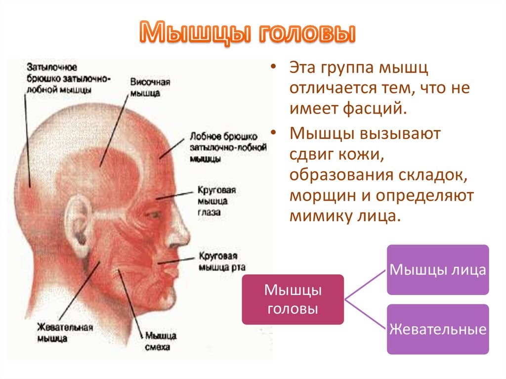 Мышцы головы картинки