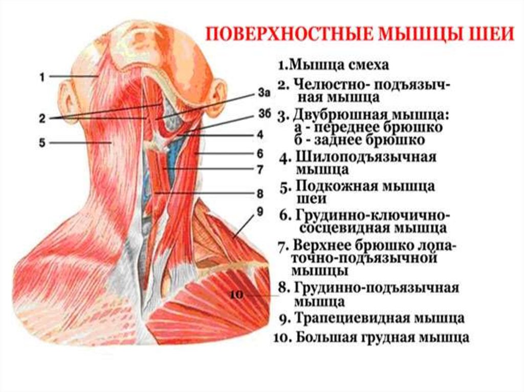 Мышцы шеи рисунок